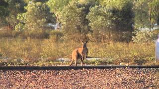 preview picture of video 'Bep Artist - Quilpie Exhibition'