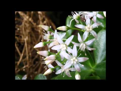 Sans Roy - You Won't Break Me