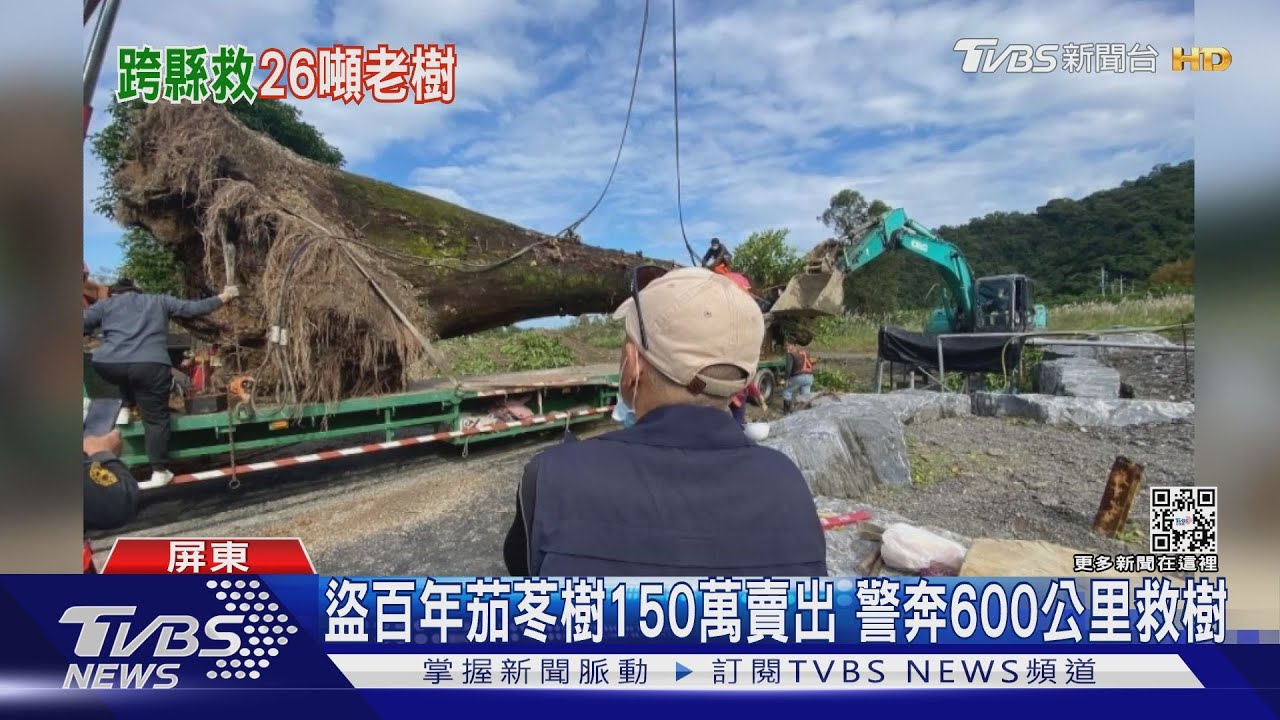 盜伐百年茄苳樹!150萬賣出 警奔600公里「救樹」