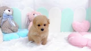 ハーフ犬の動画01