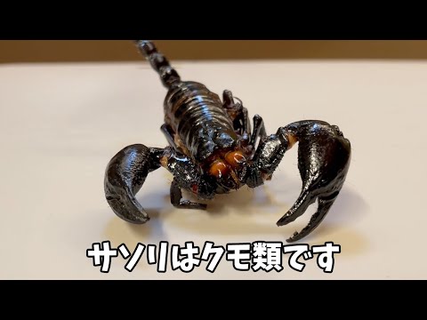 クテノセファリデス フェリス