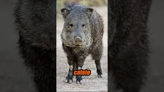 O MOTIVO DOS ANIMAIS GOSTAREM DO AGRO #richardrasmussen #animais #agro