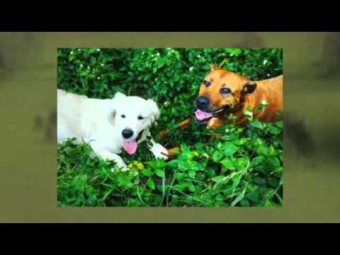 download lagu mp3 mp4 Dog Walking Eastern Suburbs Sydney, download lagu Dog Walking Eastern Suburbs Sydney gratis, unduh video klip Dog Walking Eastern Suburbs Sydney