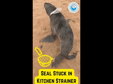 Seal Stuck in Kitchen Strainer