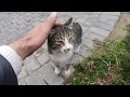 Cute Hungry Tabby Cat Wants Food From Me