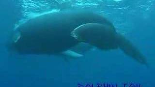 preview picture of video 'ルルツ島ザトウクジラ　rurutu Is． humpback whale　No．5'