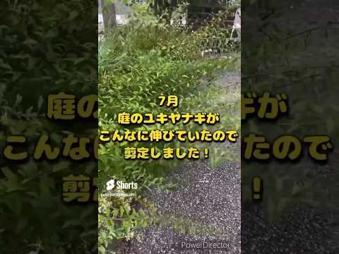 開花を促進するために2月に剪定する6つの低木  庭園