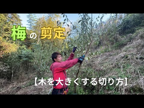 なぜ私の梅の木は泣いているのですか？果樹の原因、ヒントと予防  庭園