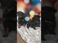 Mixed Breed dogs for sale: Sugar - Video 1