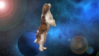 Apollo The Dog Travels Through Space &amp; Time - Shooting Stars Meme