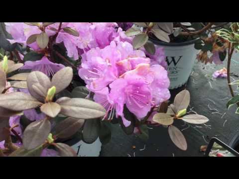 Amy Cotta™ Rhododendron | www.gardencrossings.com