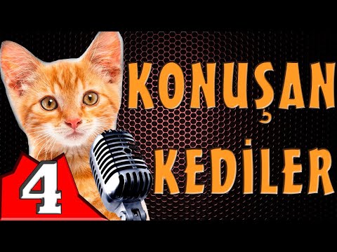 Konuşan Kediler 4 - En Komik Kedi Videoları! PİSİCİK TV