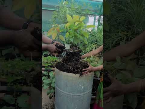 Avocado saplings
