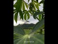Tiruvannamalai Annamalaiyar Song WhatsApp Status Video Tamil SSP ANBE SIVAM