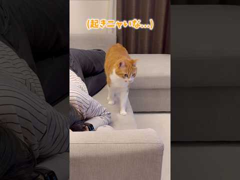 ママの隣で寝たくて彷徨う猫。