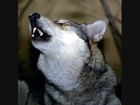 lobo solitario los super lamas