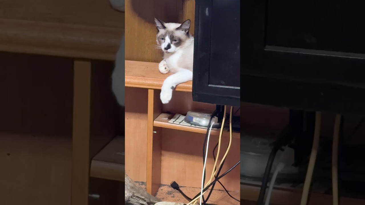 シャム猫のパンダ「ちょっとだけよ」