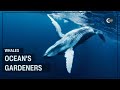 How Whales Secretly Garden the Entire Ocean (You Won't Believe This)
