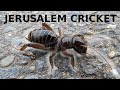 Huge Jerusalem Cricket -- 4-5cm long