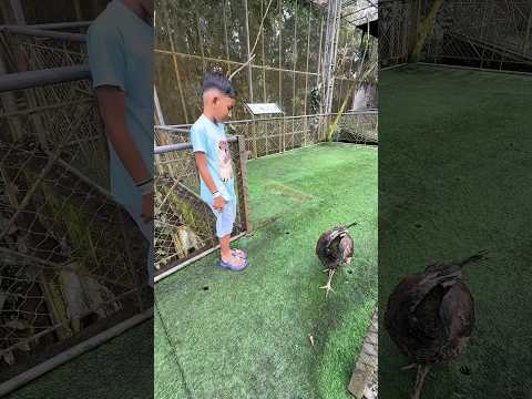 Deo dan Merak 🦚 #kebunbinatang #tastazoo