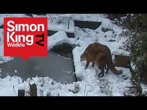 Foxes Mating - Very Rare Footage! - Fascinating Behaviour