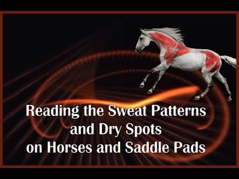 download lagu mp3 mp4 Ken Read Saddle, download lagu Ken Read Saddle gratis, unduh video klip Ken Read Saddle