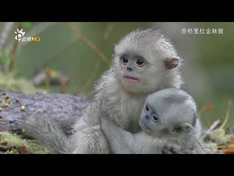 香格里拉金絲猴 mystery monkeys of shangri-La 002