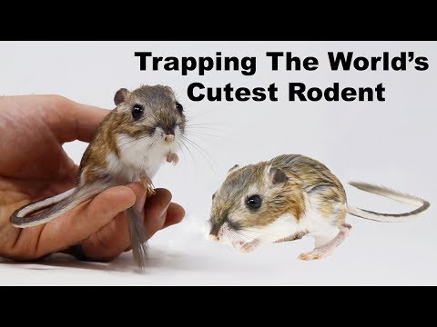 Catching Kangaroo Rats. Trapping The World's Cutest Rodents. Mousetrap Monday