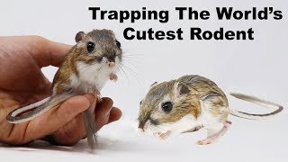 Catching Kangaroo Rats. Trapping The World&#39;s Cutest Rodents. Mousetrap Monday