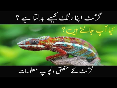 Girgit kesy rang badalta ha | How do chameleon change the colour | Discover the world