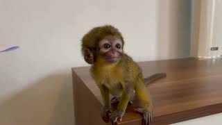 Meet Stacy Our Marmoset Finger Monkey Available For Adoption