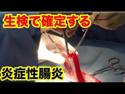 犬の炎症性腸疾患 - 症状と治療法