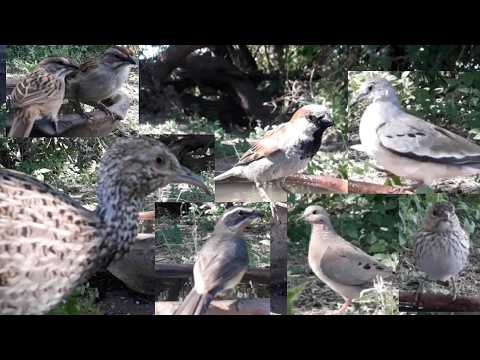 #86 Gorrion Torcacita Torcaza Perdiz Monterita canela  Jilguero Cachilo corona castaña 0511 2025 A
