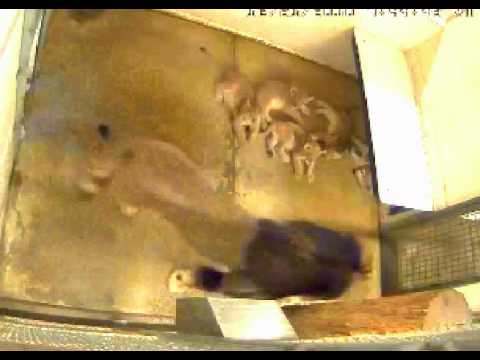 Lion cubs at NZWDC Luke and CUBS2010 12 21, 09 44 14