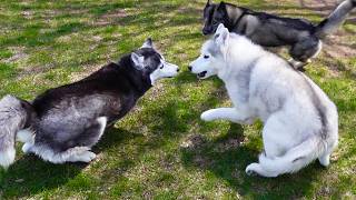 My Old Husky Can Still Play!