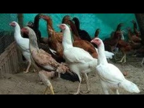 Most Beautiful Roosters Crowing | Roosters compilation
