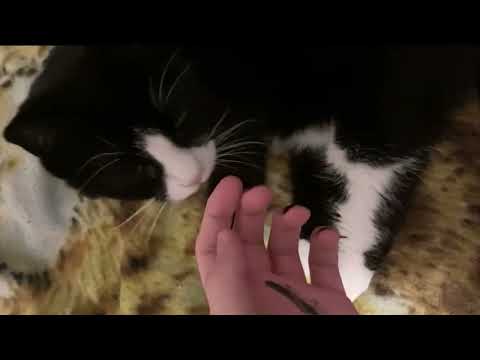 What Onetricking Talon Looks Like 29