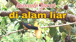 Download lagu kemade gacor di alam liar, pancingan jitu kemade bahan mp3