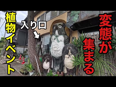 園芸 コンババ、粒状の緑色の果実を持つ柑橘類