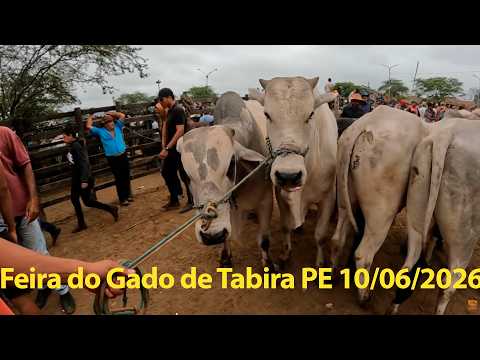 Feira do gado em Tabira Pernambuco 10/06/2026 Pesquisa de Preços