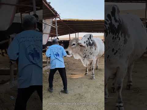 Thumbnail for Backstage Of Qurbani 🐐 | Slaughter House Truth by NWA, NME