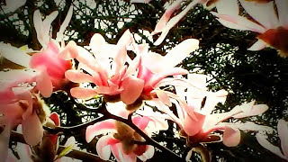 MELISSA ETHERIDGE = GENTLY WE ROW