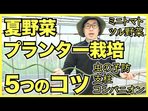 バルコニー野菜: 鉢植えや箱植えに最適な品種 庭の練習