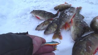 Ловля окуня на балансиры зимой
