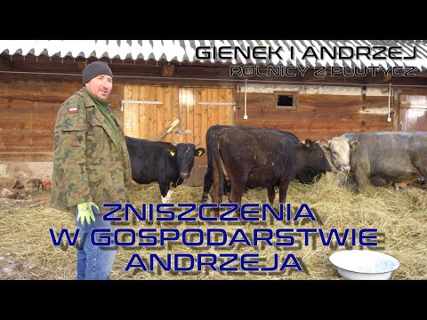 , title : 'Krowy zniszczyły ścianę w gospodarstwie Andrzeja  Czy Waldek Złota Rączka pomoże? Rolnicy z Podlasia'