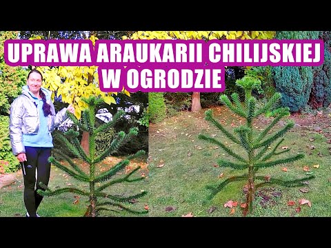 Araukaria Chilijska - Wszystko o Uprawie i Zimowaniu