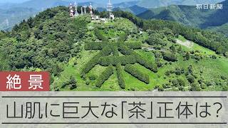 山に巨大「茶」文字　マツ枯れ被害乗り越え茶の里見守る　静岡・掛川