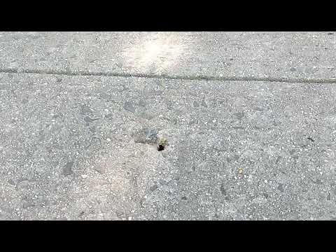 Hole in the Concrete Full of Yellow Jackets in Hillsborough, NJ