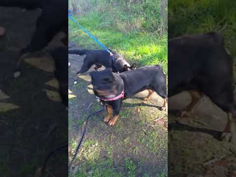 Chiquita, an adopted Rottweiler in Half Moon Bay, CA_image-1