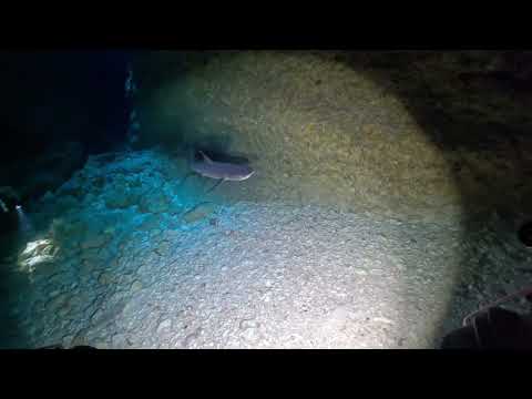 久米島の洞くつで出会ったネムリブカ